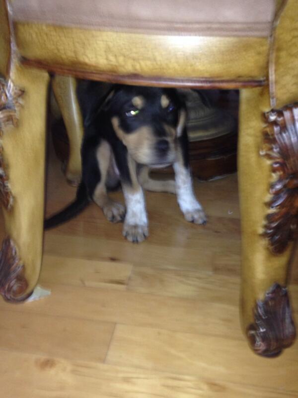 markdonovan44's tweet photo. My puppy is better than yours http://t.co/ZrlG2tmHOn