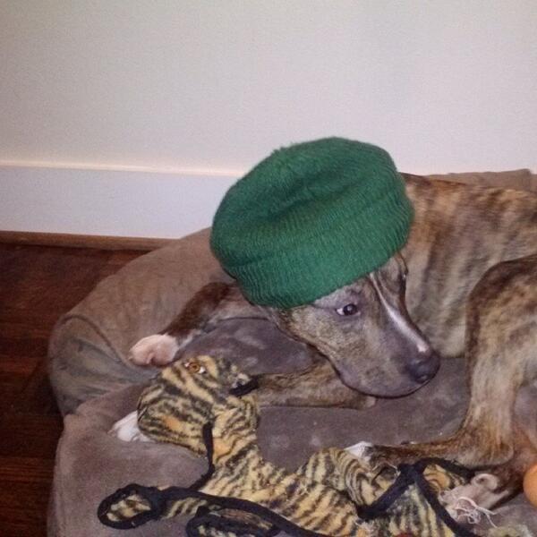 SeraheWrites's tweet image. McBane loves wearing hats! (not) #nofilter #ourpitpage #mylifeispittyfull #instagrampitbulls #pitbull #hat #green...