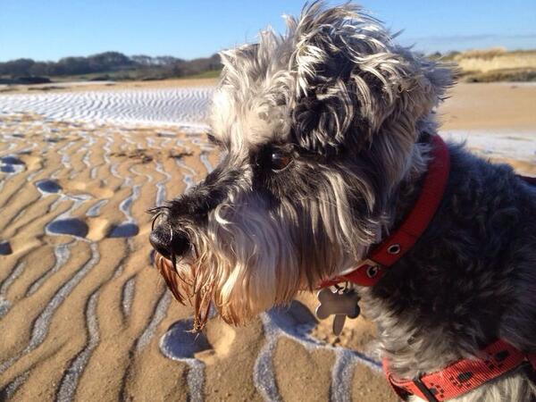 MccutcheonCarol's tweet photo. @FuzzCookies @Roll_VT Meet Nigel :-) http://t.co/uHDkUWWFN5