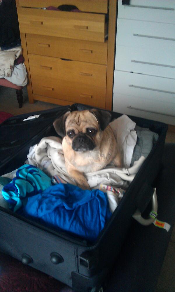 Mr_pee_pug's tweet photo. Can I come on holiday? http://t.co/dOVA7749Cr