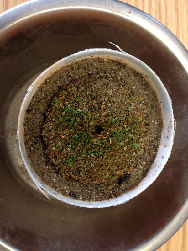 Turf plug of a green that has been in the shop 11 days. It's not all dead.. But doesn't bode well for what's to come.