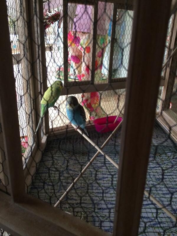 lindyswiftt's tweet image. Feeding the pet birdies at work #springwindow 🐤💓☀️