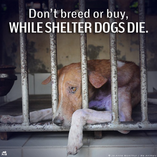 How Many Dogs Die In Shelters