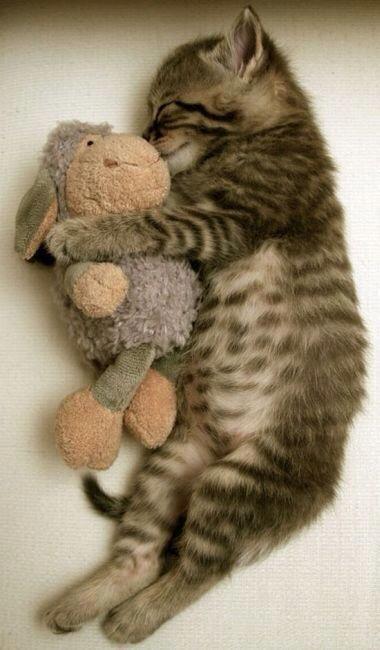 AnimaladaSs's tweet photo. Mi peluche favorito http://t.co/GUbUjnFAiZ