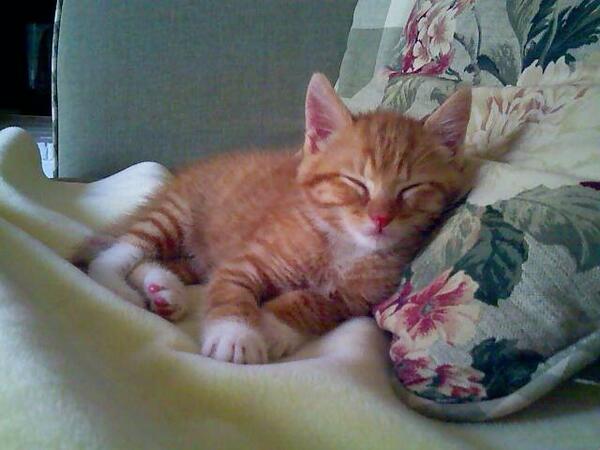 #tbt my feline bro Jude.