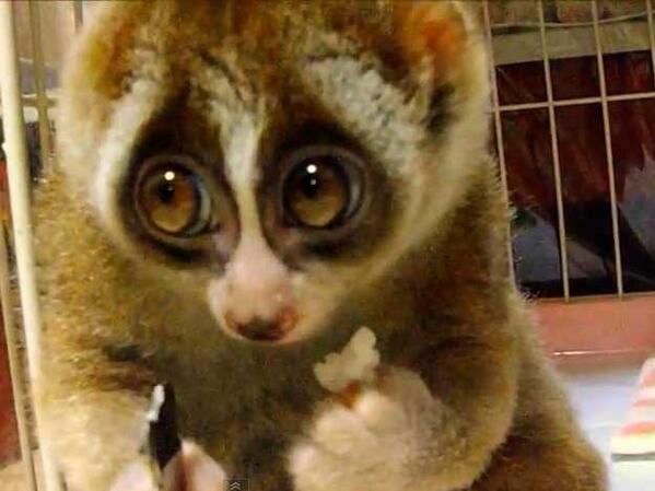 AnimaladaSs's tweet photo. Qué carita http://t.co/w0Ly0YQXrg