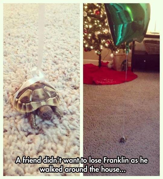 Darth_Minion's tweet image. Sourire du soir, bonsoir :)
#FranklinTheTurtle