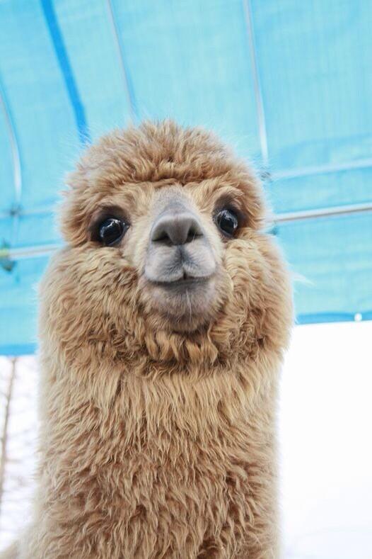 Springqueenfyi's tweet image. Here's a happy alpaca to make your day better 😊
