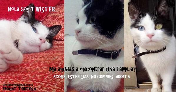 PROGATortosa's tweet photo. AJUDA'NS A TROBAR UNA FAMILIA PER TWISTER!!!! Es un gat molt especial i carinyós... http://t.co/Dhtw3Lzmrg