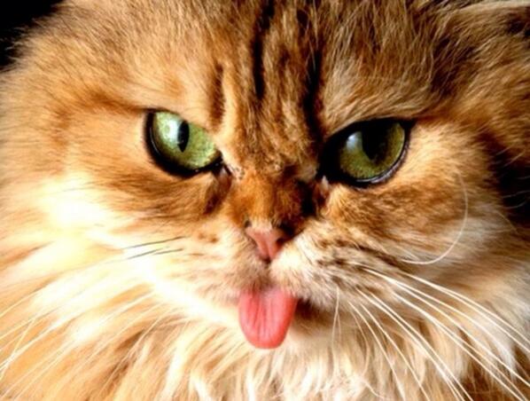 rielgrace's tweet photo. @winniesteetz @MykaylaHart12 http://t.co/BMUWZzTeWf