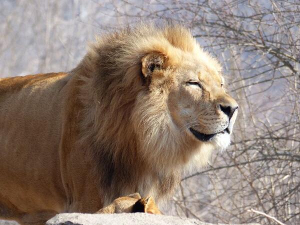 traversal's tweet photo. Try again: Male lion at @KansasCityZoo today. http://t.co/E38pVjvqjm