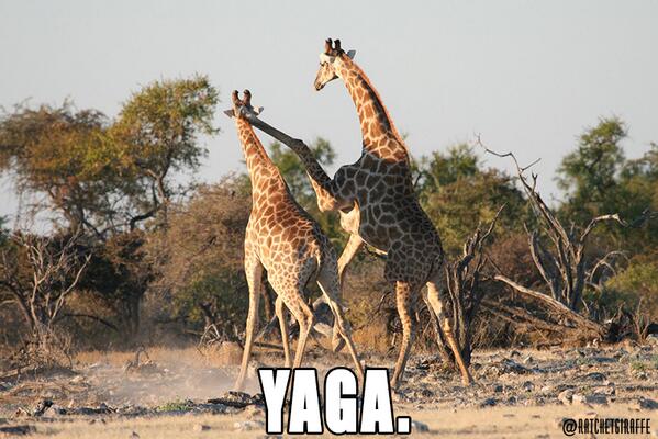 Самец жирафа. Шея жирафа. Враги жирафов. Жирафы драка. Битва жирафов.