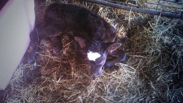 Cornfedcattle's tweet photo. First calf on the #farm that's not all black! http://t.co/M8aimcq4dO