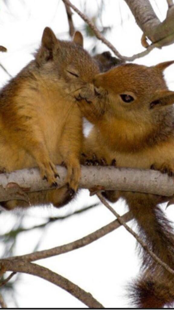 LSU_Squirrel's tweet photo. This could be us but you playin http://t.co/W618RIlgyF