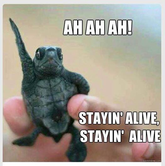 LemSec's tweet image. It's Friday and we are stayin' alive #cuteturtles #dancing