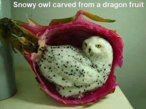 SarBear_0119's tweet image. "Go..go to google. Type in dragon fruit" @AmishhhSarah  
#grouptwo #photo #dontrocktheboat