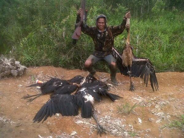 Ig Asman Ap No Twitter Stop Hobi Menembak Satwaliar Bangau