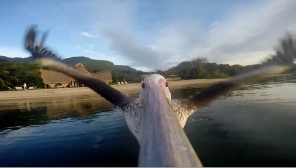 Embedded image permalink