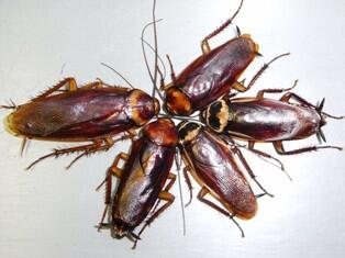 コン Kabutonoa Twitter