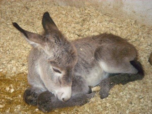 workinganimals_ tweet picture