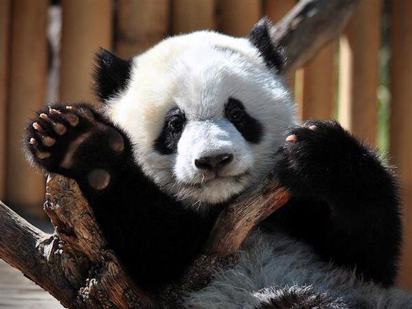 AnimaladaSs's tweet photo. Ola k ase http://t.co/cQwLPjJ7R3