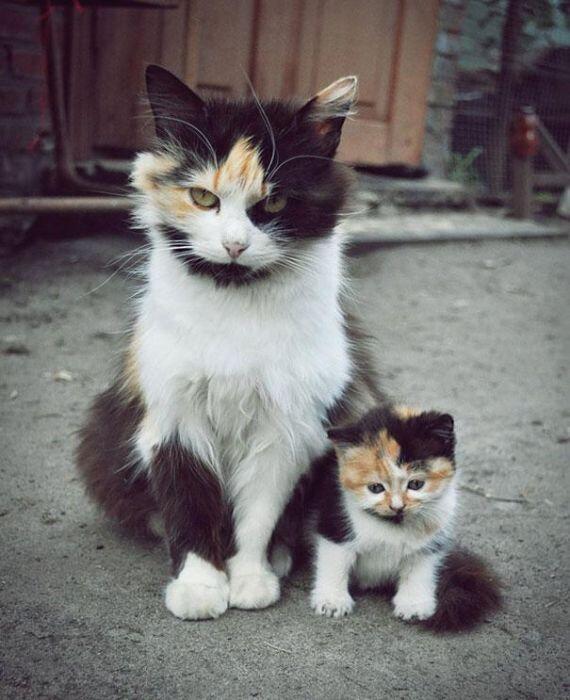 aedeus7's tweet photo. Mini Me http://t.co/IwXQNsGePK