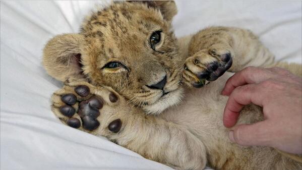 AnimaladaSs's tweet photo. <3 Adorable <3 http://t.co/WprU53nABM