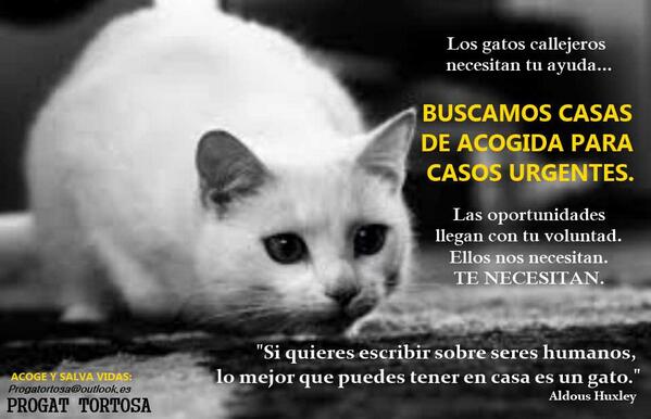PROGATortosa's tweet photo. NECESITAMOS CASAS DE ACOGIDA URGENTES:
Tortosa y alrededores. También Barcelona y Maresme. http://t.co/ZcFu9QVEXC