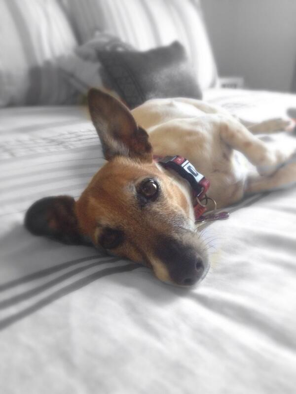 MickyC74's tweet image. This little scallywag is one in a million!