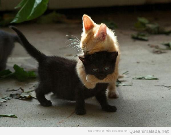AnimaladaSs's tweet photo. Ayyyy que te quiero!!! http://t.co/EJWCTs9yFS