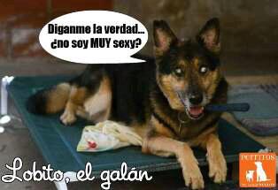 Sarmientitos's tweet photo. Lobito les desea un muy buen viernes! Está en adopción! Escribinos a perritosdelasarmiento@gmail.com! RT!!! ♥♥♥ http://t.co/2mOUUPvgmB