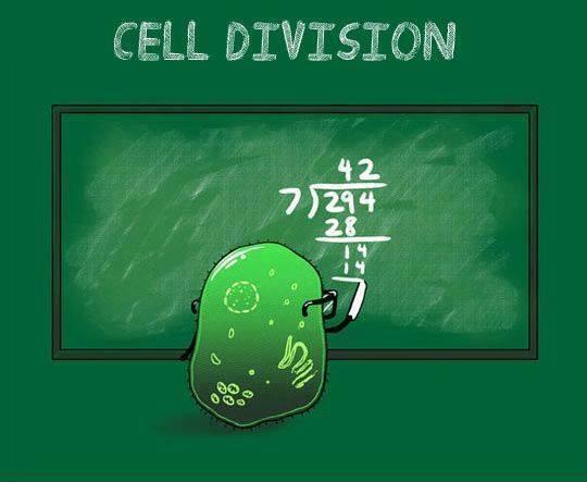 FISICALIMITE's tweet photo. División celular http://t.co/V1tVPwH68H