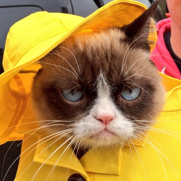 Image result for cat in raincoat