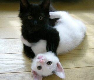 AnimaladaSs's tweet photo. Esto no es lo que parece http://t.co/WTkjE0O4DI