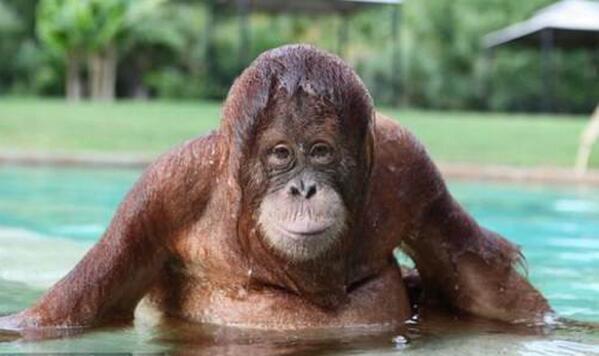 AnimaladaSs's tweet photo. Aquí dándome un baño http://t.co/T2mWayITlD