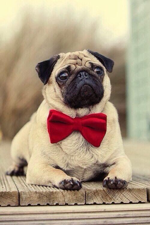 what_the_pug's tweet photo. Funny #Pug pictures: it's ... - http://t.co/eMEJOzbuB1 #FunnyPugPictures #FunnyPugs #PugPictures #WeekendPug http://t.co/v2XAVAdA62