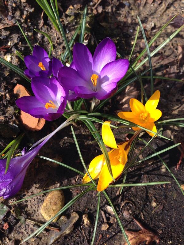 Robert Shah-Ashworth tweet media