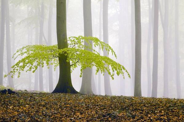 Gabriele Corno tweet media