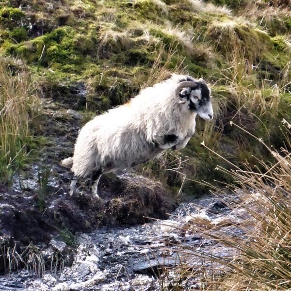 AmandaOwen8's tweet photo. And it was a huge jump.
Beautifully executed. http://t.co/pO45vT8PR0