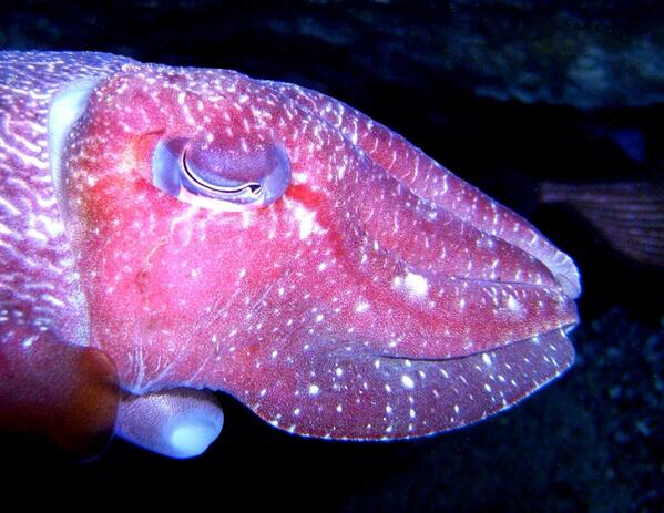 FromFishToThis's tweet image. T)(-E---ESE CUTTL-EFIS)( AR-E SO PR-ETTY!