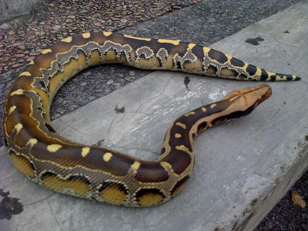 Reptilyeahh Hashtag On Twitter