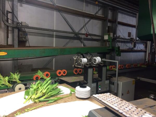 SamantadeGroot's tweet image. Ook het #touwtje gaat #volautomatisch #bosje #tulpen. Tien miljoen tulpen per jaar bij alleen al dit bedrijf.