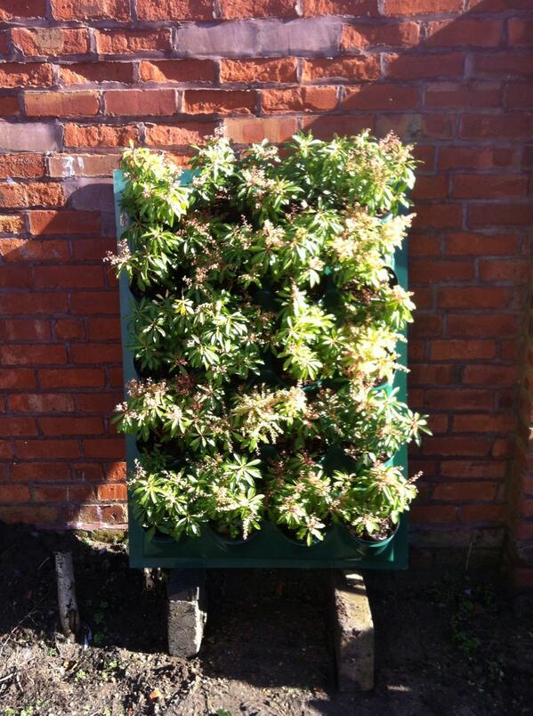 Lushwall panel with Pieris forest flame. Please RT.