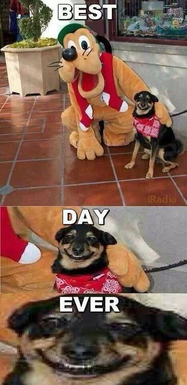 dogs_pal's tweet photo. Haha http://t.co/hs806j2LpV