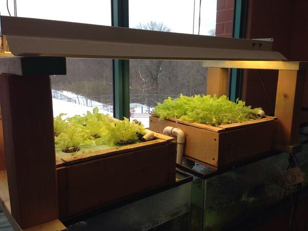STEMK8plus's tweet image. Gaenslen's aquaponics system is up and running! #aquaponics #STEM