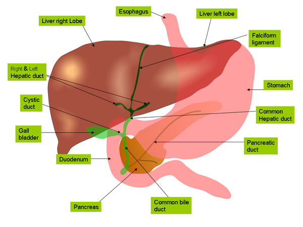 Liverdonation's tweet photo. #LiverDonor http://t.co/3ACrgr9pvS