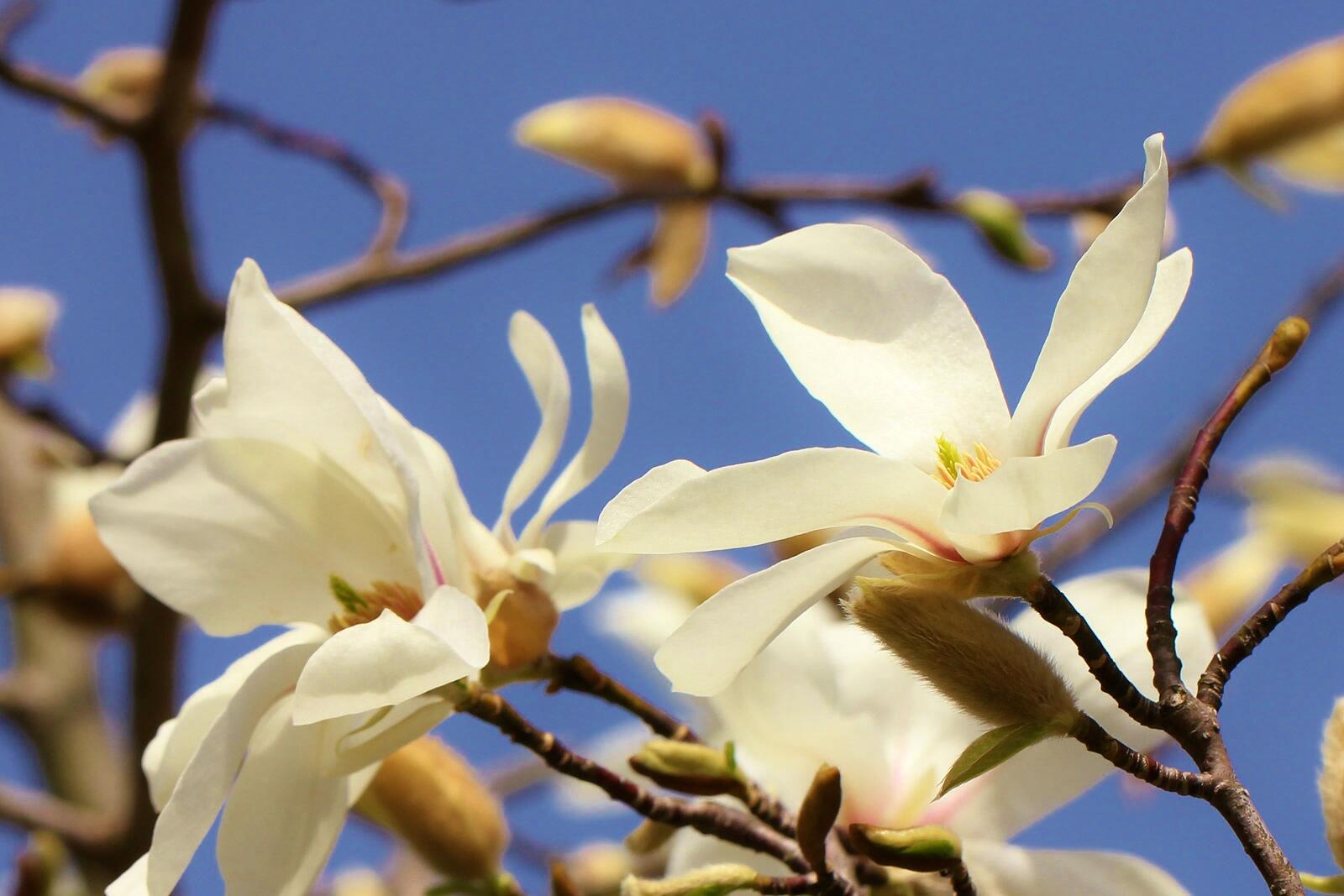 花 3月8日の花 コブシ 花言葉 友情 谷間の残雪が 消え去りがたくて 花になり えだえだにとまったかと 思われるような コブシの花 新川和江 東北では春を告げる花 この花が咲き始めると それを合図に農作業を始る 別名 田打ち桜 Http T