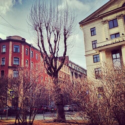Atroshenkoby's tweet image. #strangetree #spring #branches #spb #petrogradka #stpetersburg...