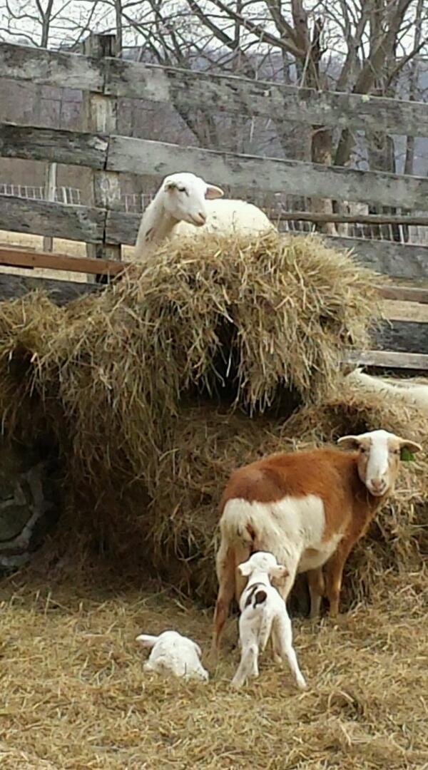 ZigBoneFarm's tweet photo. And the lambing begins at ZigBone! 3 down, ? to go. #katahdin http://t.co/VwnRXTEngm