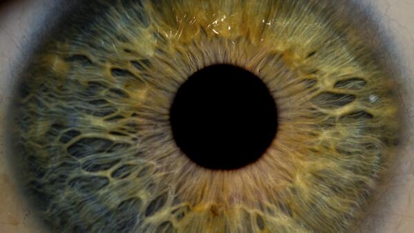 novapbs's tweet photo. You can dilate your pupils by just thinking. http://t.co/vCWKP6xCCW #NOVAnext http://t.co/MFO8Ltep4z